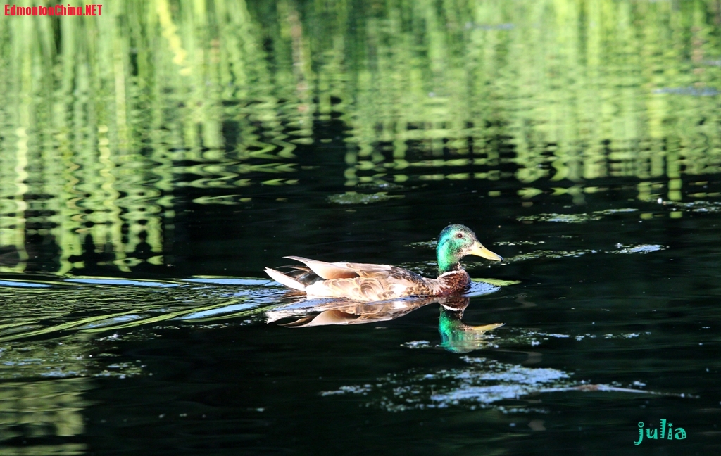 IMG_9267 duck2!..jpg