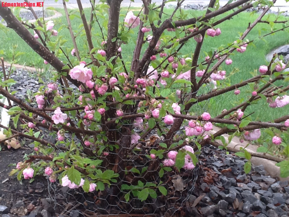 Double flowering plum