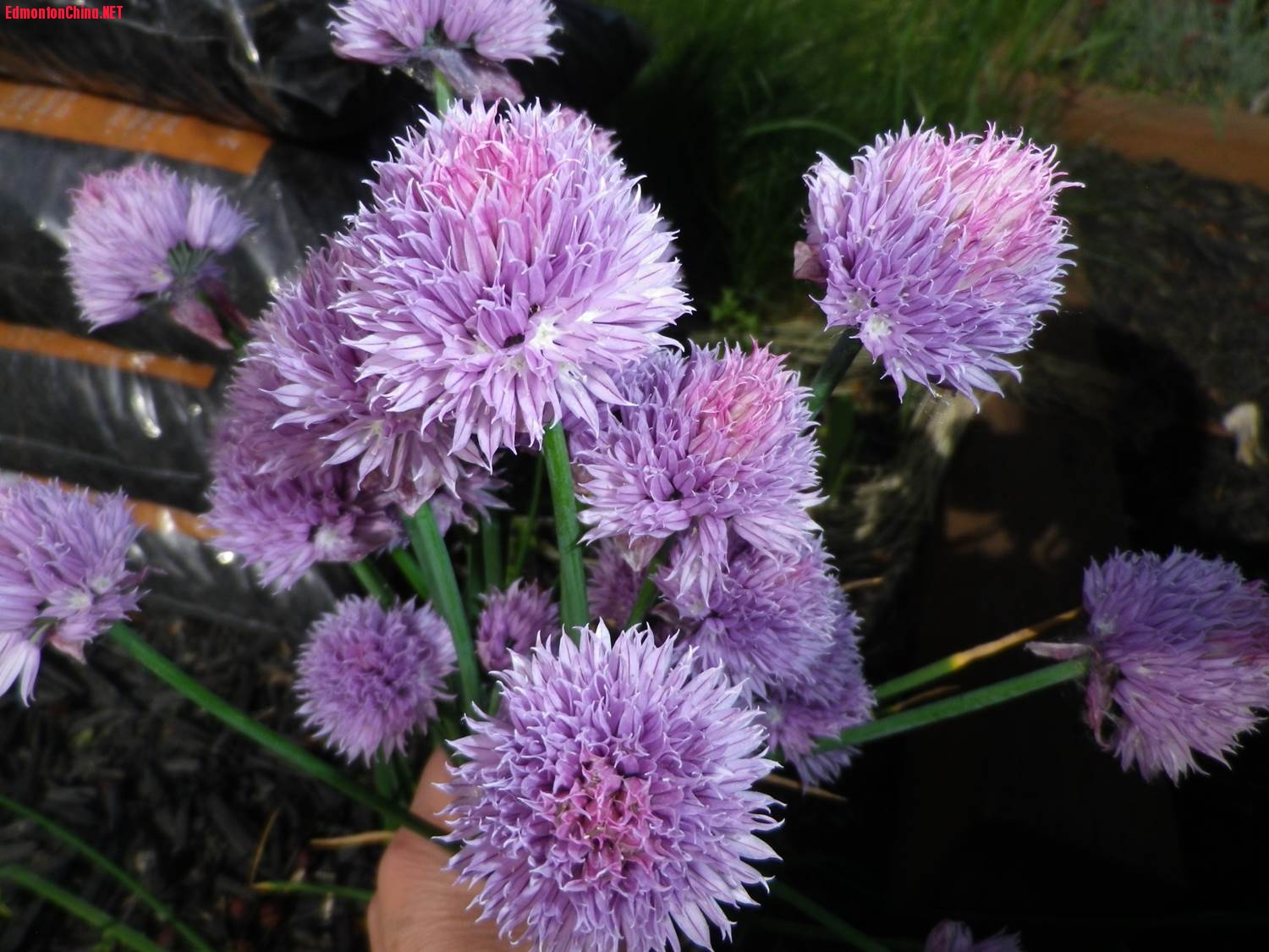 Onion flowers.jpg