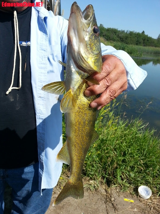 fish  in Lac - 2.jpg