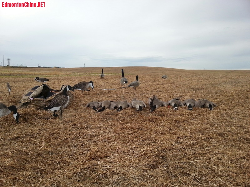 2014geese-1s.jpg