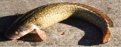 burbot.jpg