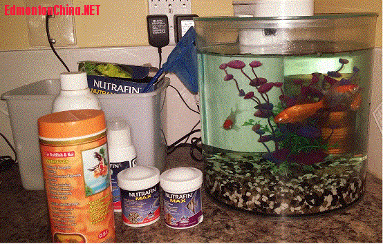 fishtank40.gif