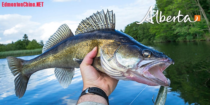 Alberta Walleye Header 2.jpg