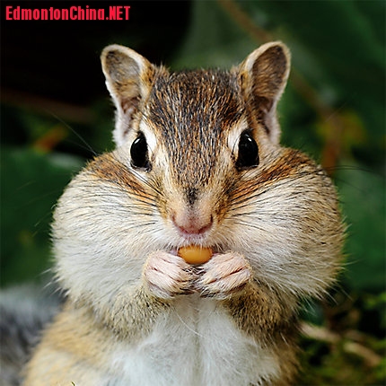 chipmunk.jpg